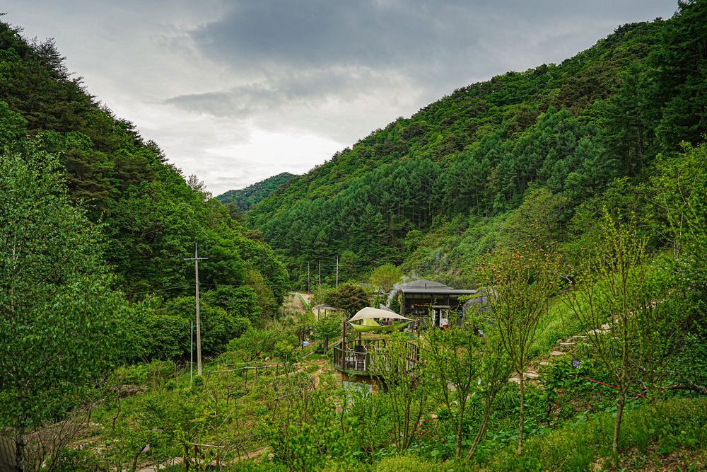 숲 명상과 티 테라피