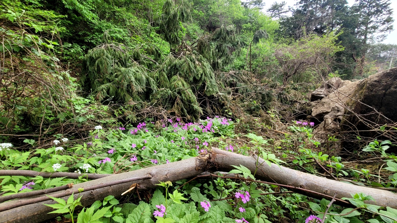 사진1_앵초군락, 벌목된 나무.jpg