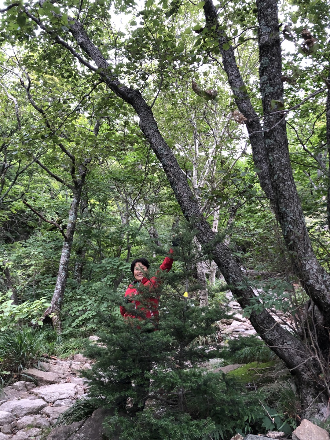 구상나무와 정명희.jpg