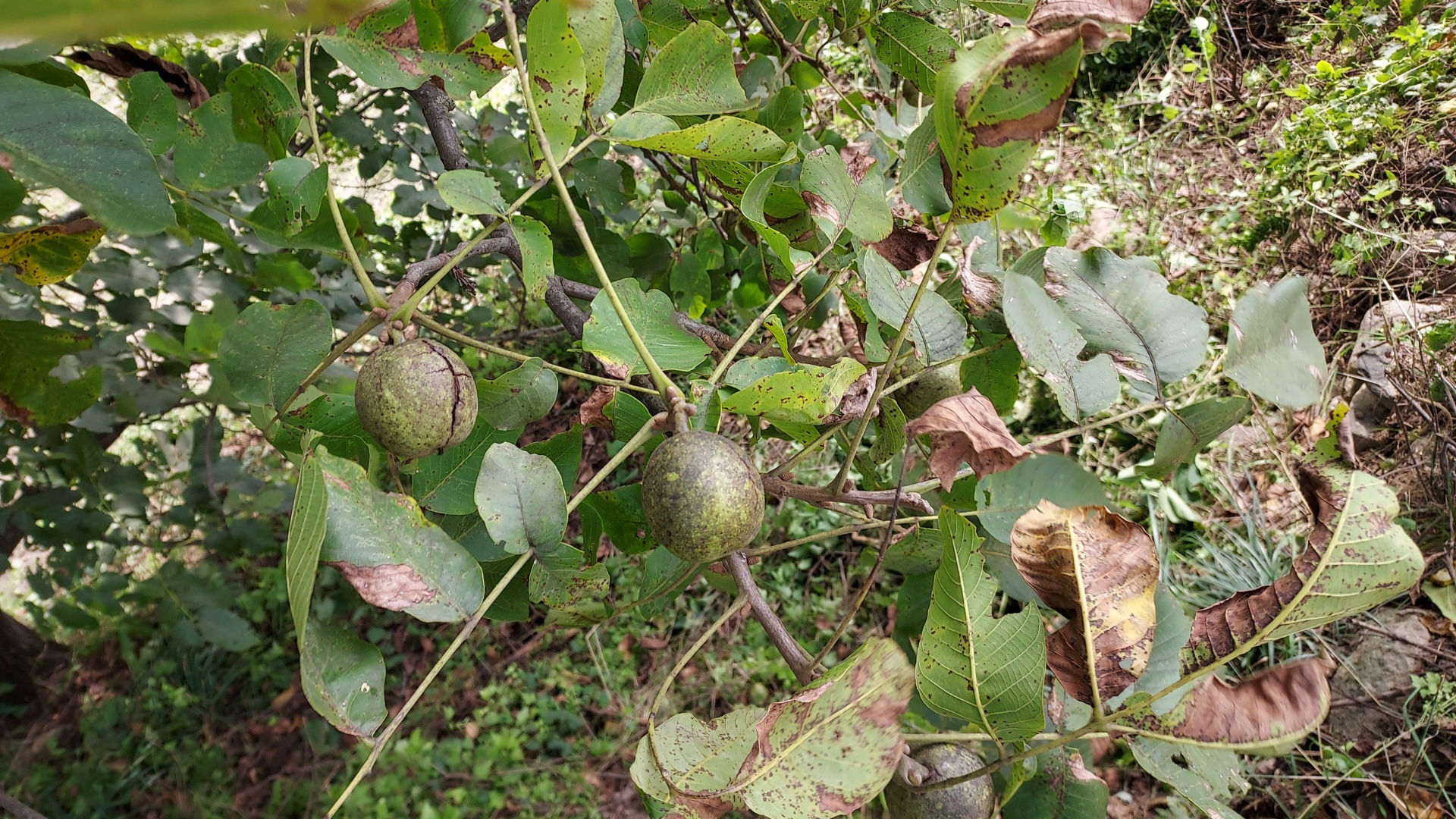 acfa2c7078174.jpg