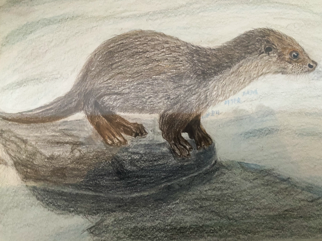 Otter papa_함양_엄천강의 수달.png