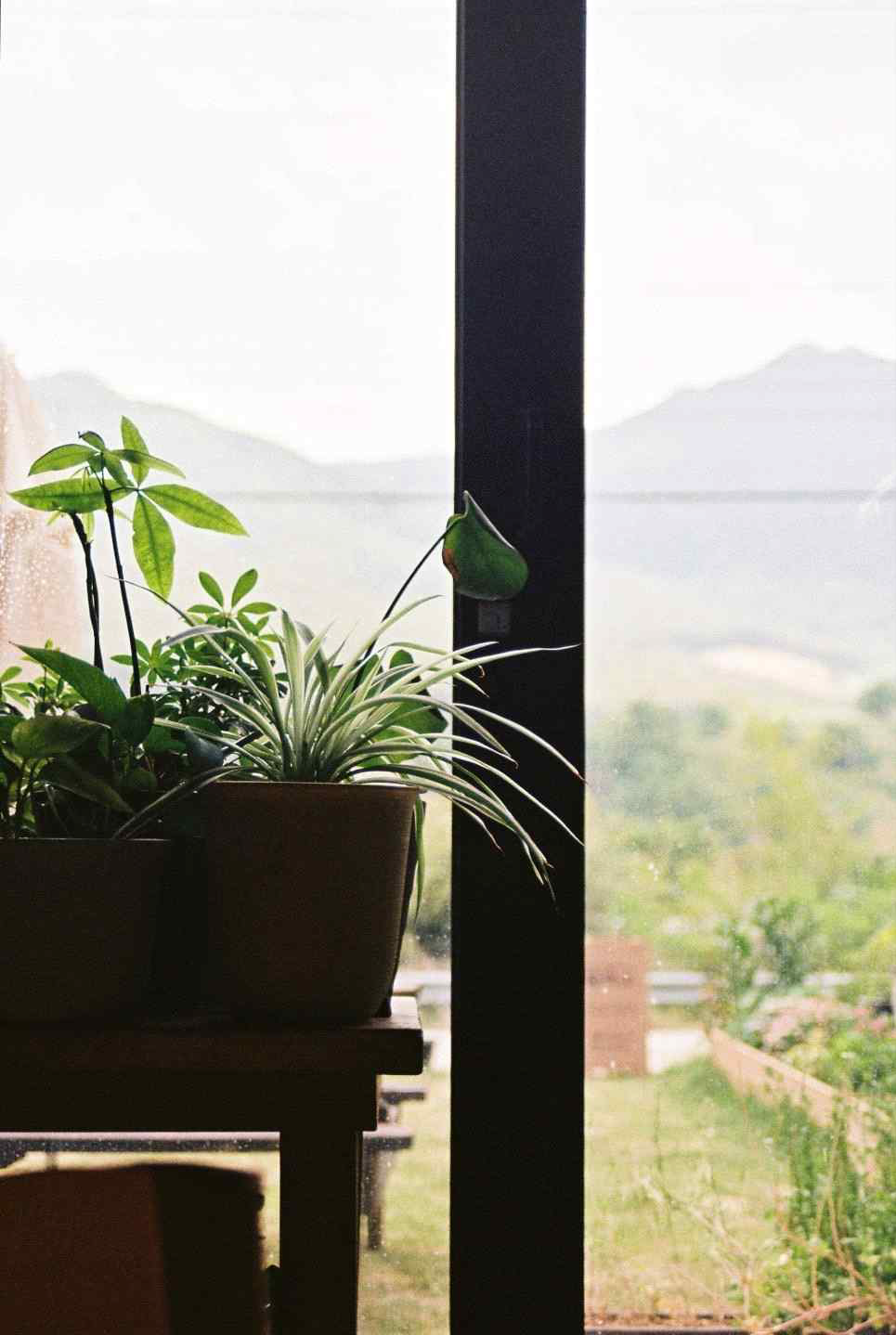 컨퍼런스홀 내부에서 바라본 창밖 풍경과 화분에서 자라는 식물들