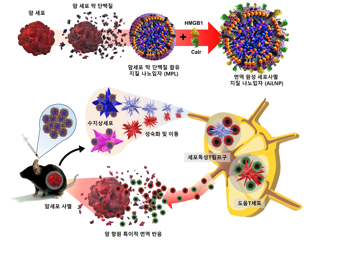 암세포 표면 단백질을 항원으로 암 치료 백신기술 개발 : 한밭FM뉴스 한밭에프엠뉴스