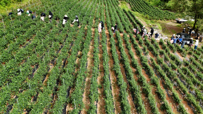 쿠팡CLS 퀵플렉스사 HR그룹, 평창 고랭지 고추 수확 봉사 전개