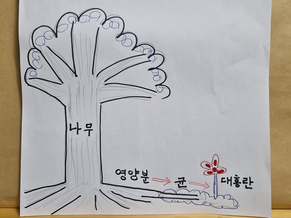 나무와 균과 대흥란은 다자간 공생관계를 맺고 살아간다. 나무가 광합성으로 만든 영양분을 균에게 주면, 그 균은 그 영양분을 다시 대흥란에게 준다. 그러므로 대흥란이 이식되면 이런 공생관계가 단절되기 때문에 살아갈 수 없게 된다.