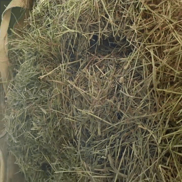 120135b4244cd.gif
