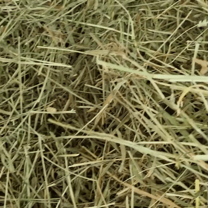 5e3289f71bf78.gif