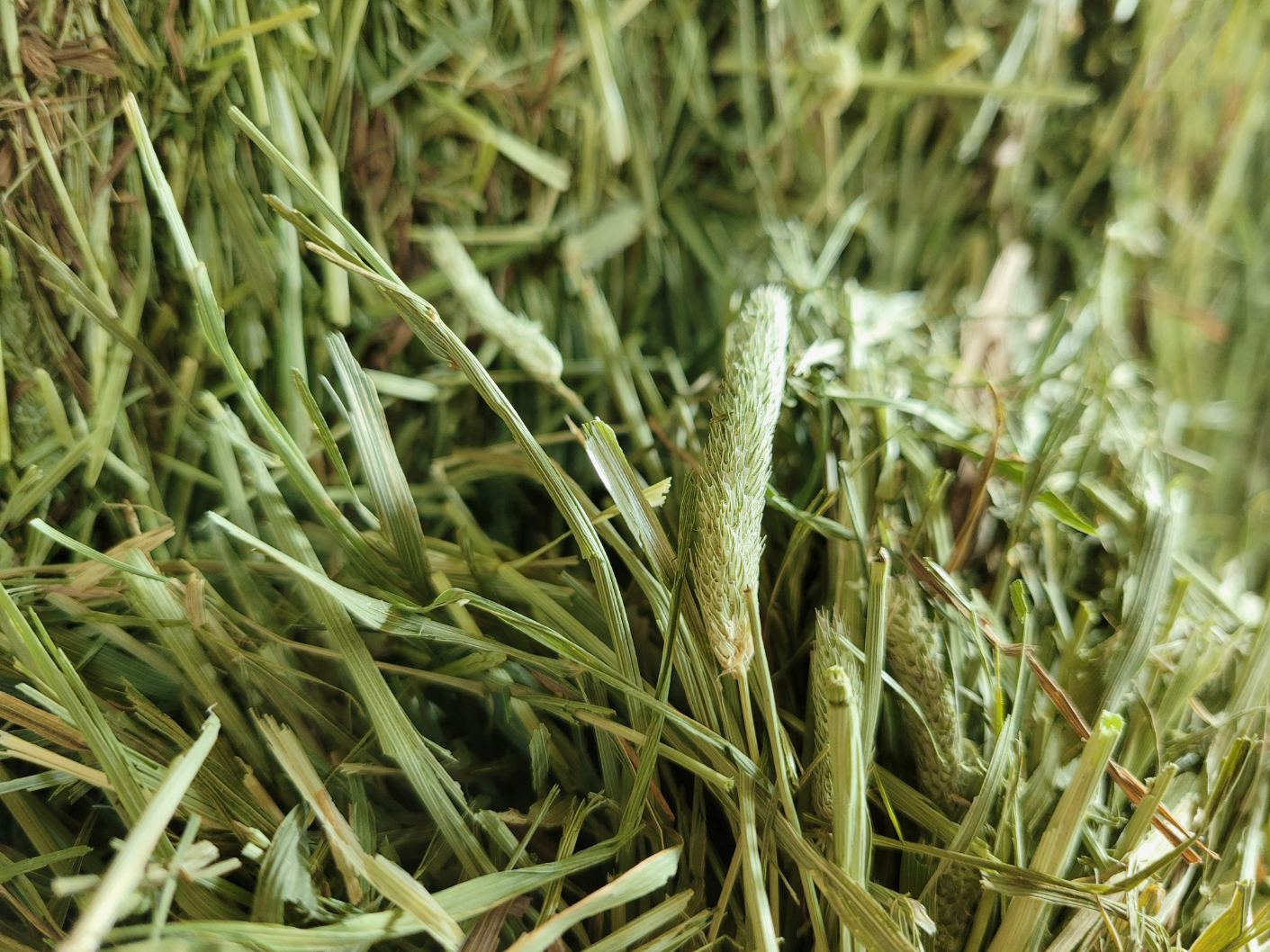 d70471420d93c.png