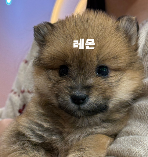 8e2a255325c92.png