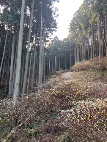 오노이쿠요 1