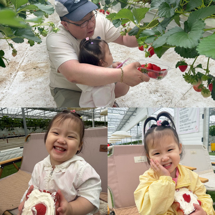 딸기농장체험(기사6)