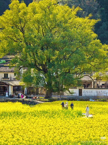 세라 1