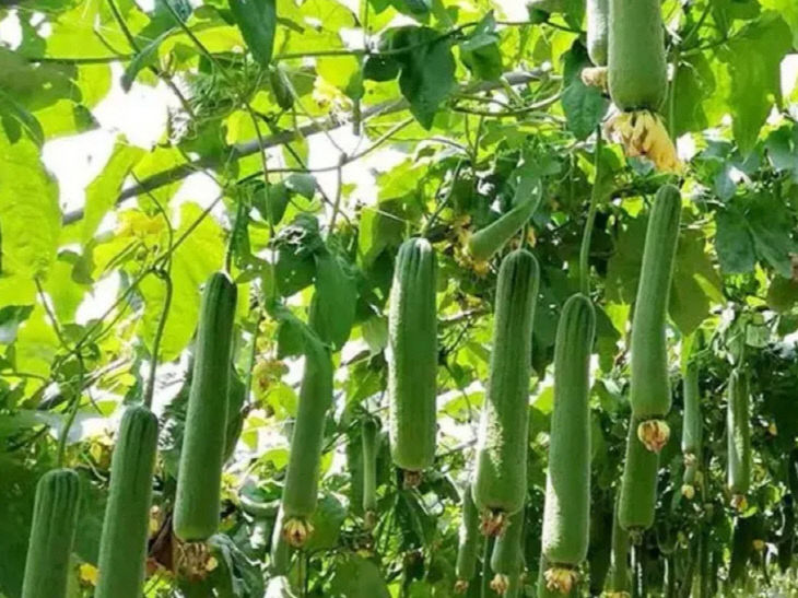 여름철 건강 지킴이, 수세미의 재발견