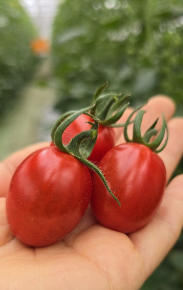 토마토, 농부의 손끝에서 피어나는 자연의 예술3(디요라)