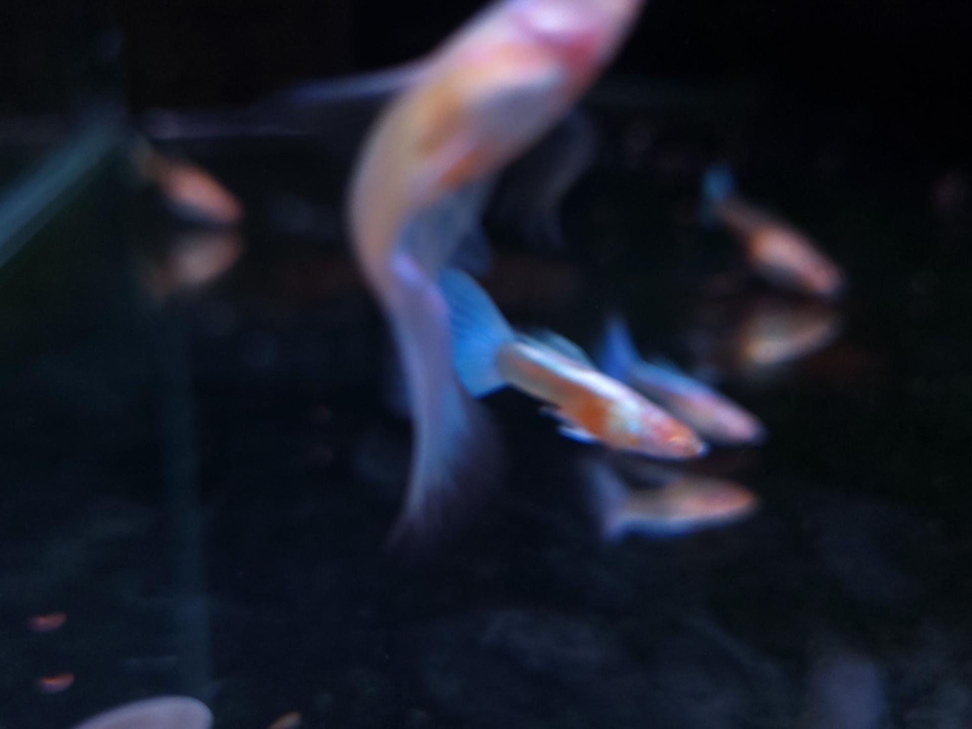 540cec952fe7c.jpg