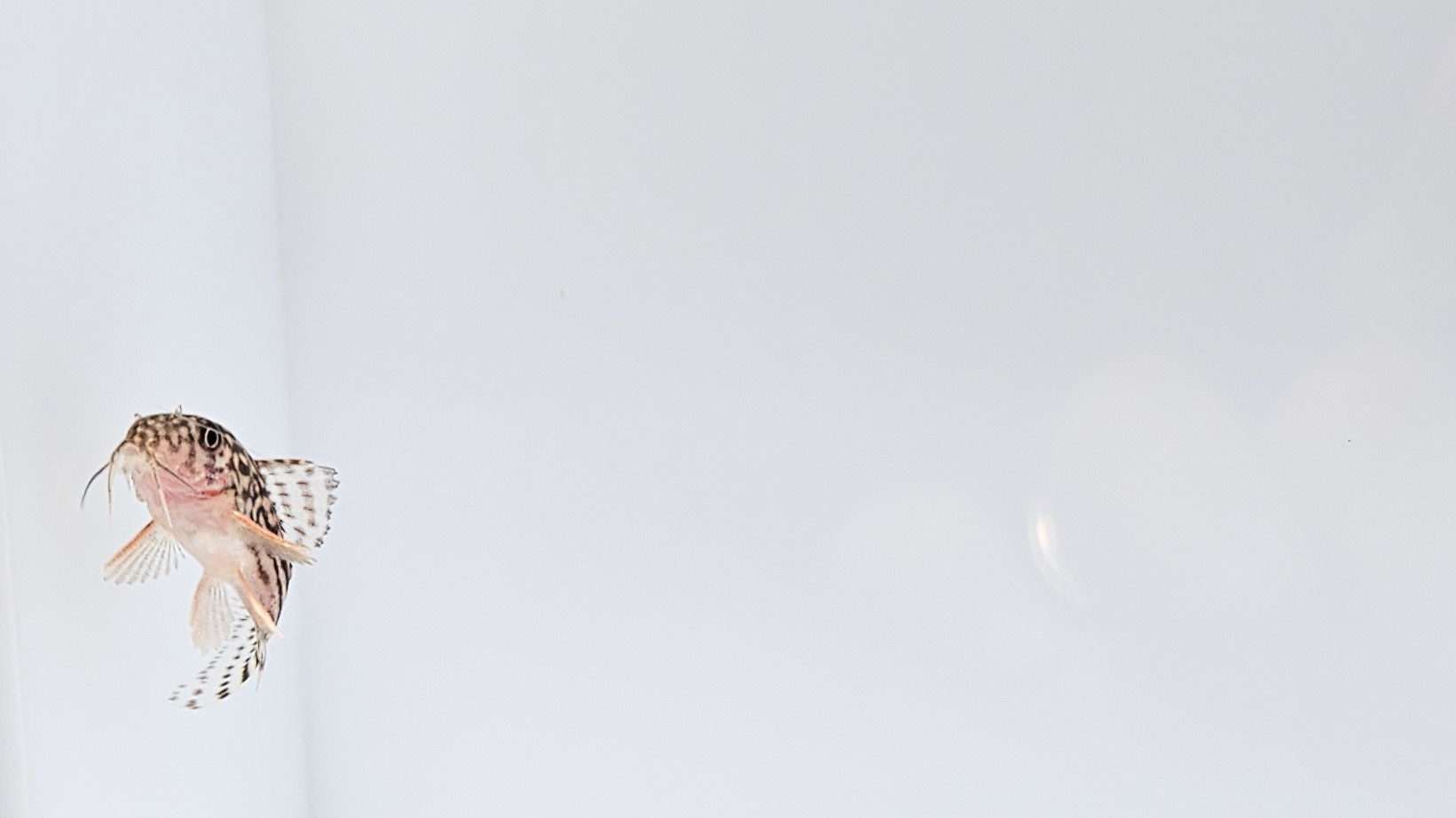 57abb95a7168a.jpg