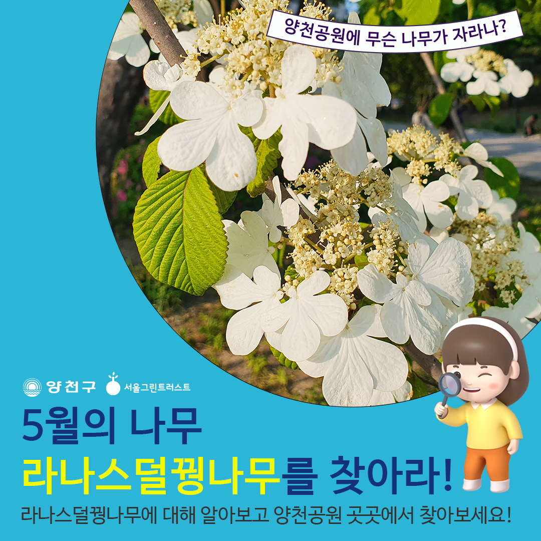 꽃도 이름도 예쁜 라나스덜꿩나무입니다 : ) : 책쉼터/키지트 이야기