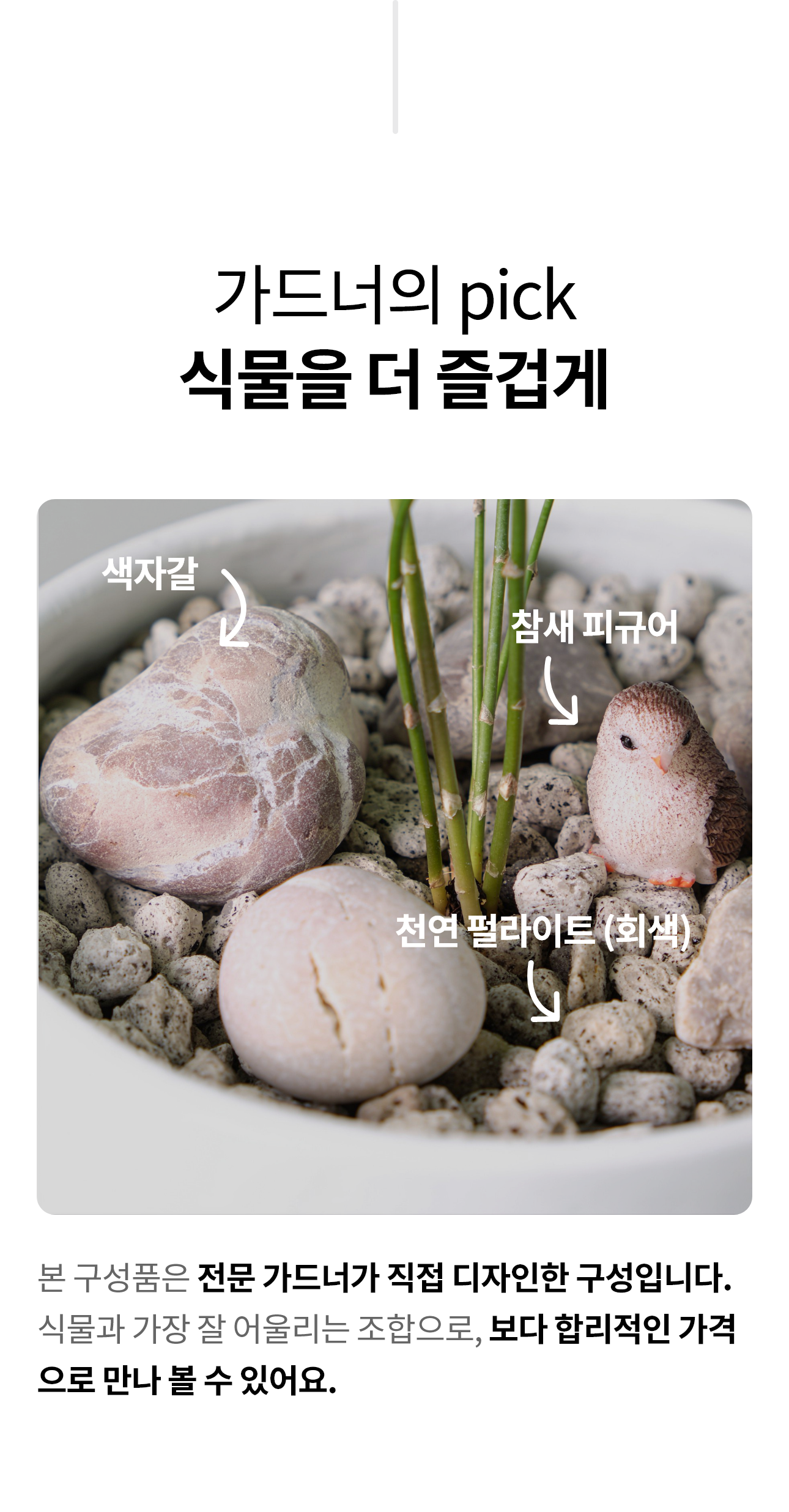 (민트색 둥근 도자기 화분 속) 아스파라거스 나누스