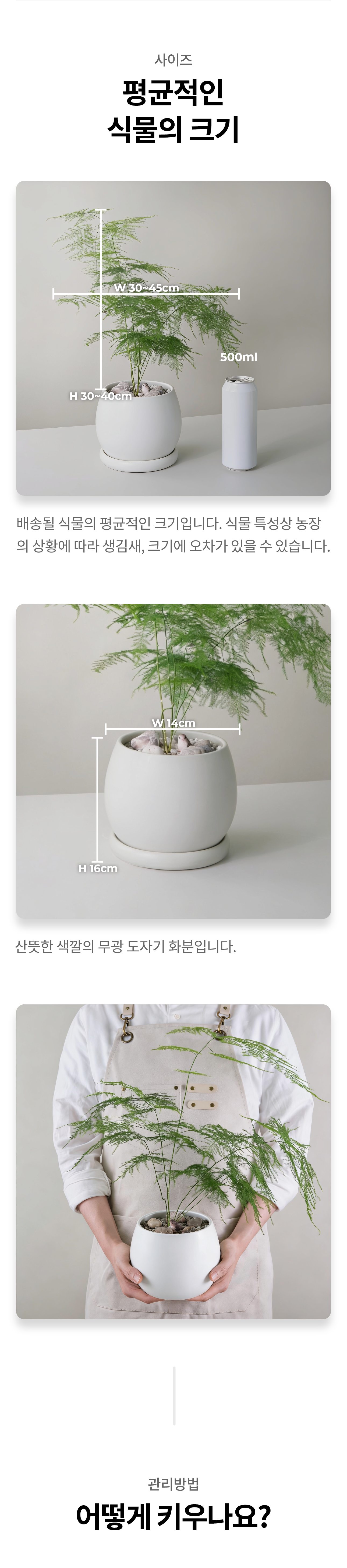 (민트색 둥근 도자기 화분 속) 아스파라거스 나누스