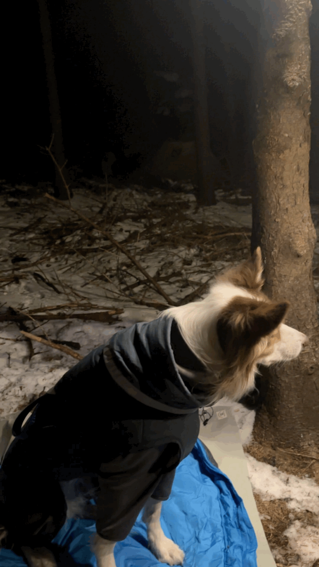 0ad2682843bbd.gif