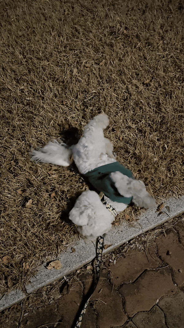 강아지 고양이 외장칩 똑딱이 인식표