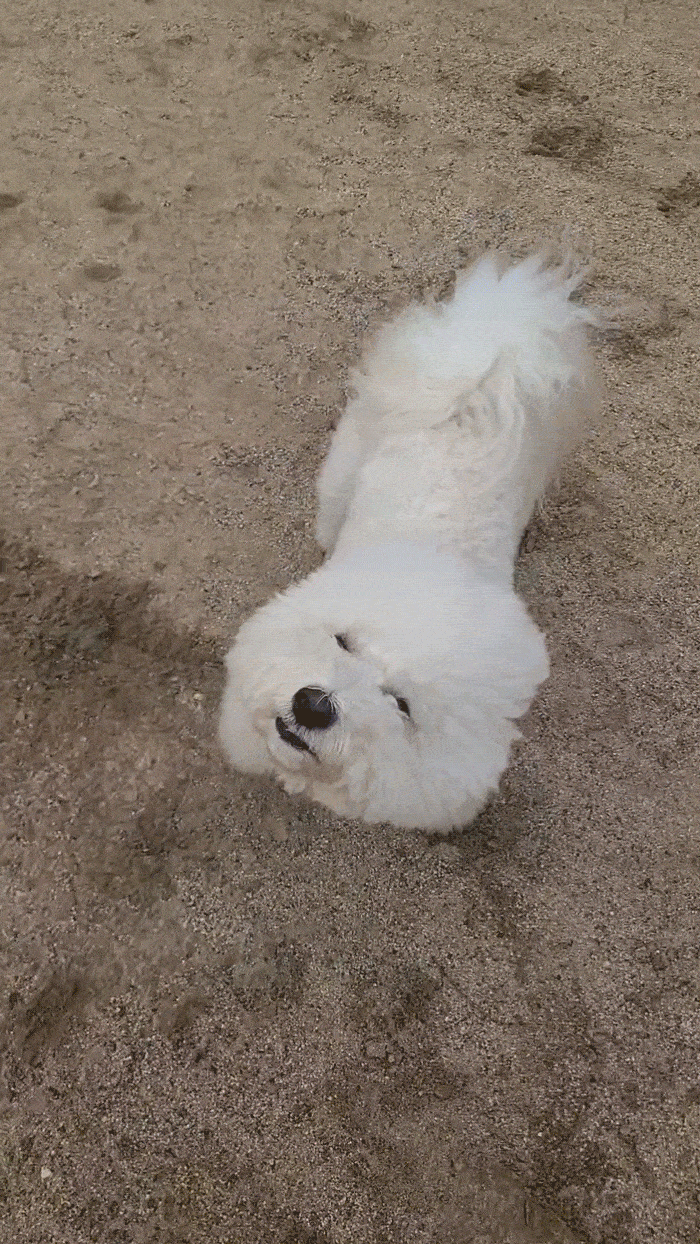 강아지 고양이 외장칩 똑딱이 인식표