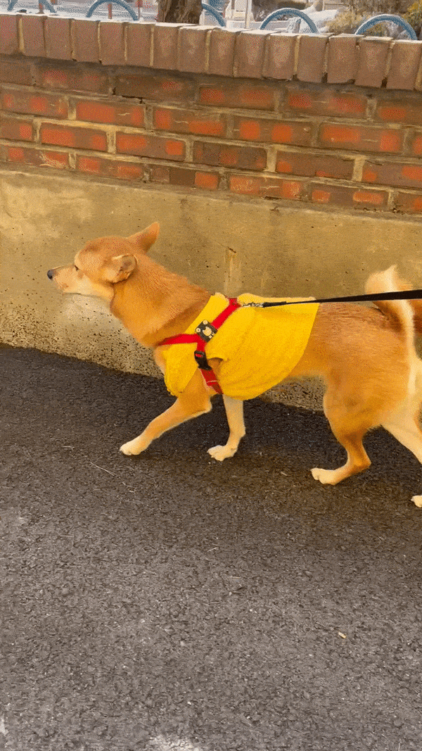 강아지 고양이 외장칩 똑딱이 인식표
