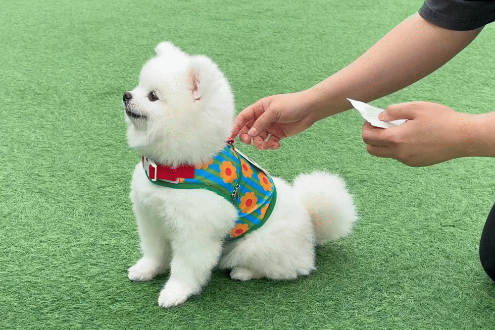 이츠독 강아지 쿨링 데이지 아이스 팝핑 하네스