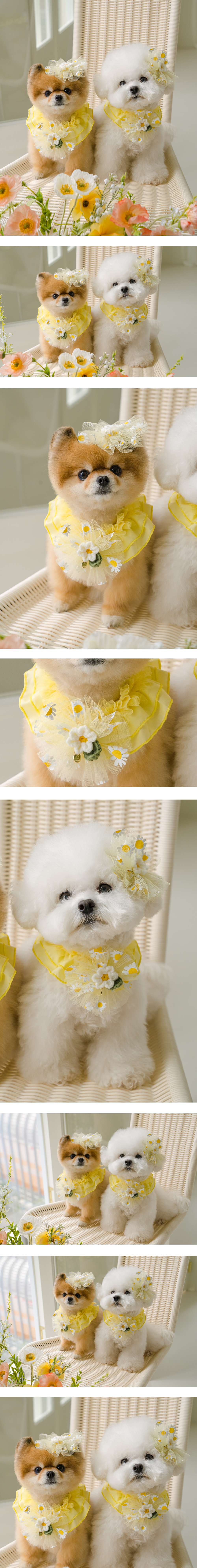 강아지 데이지 쉬폰 스카프