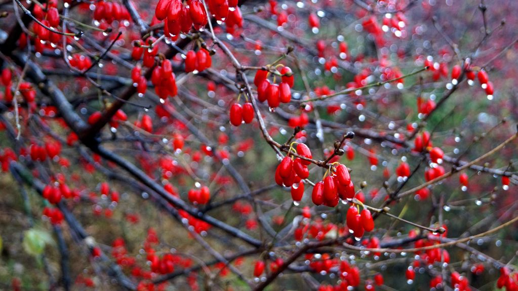 보정DSC01750.JPG