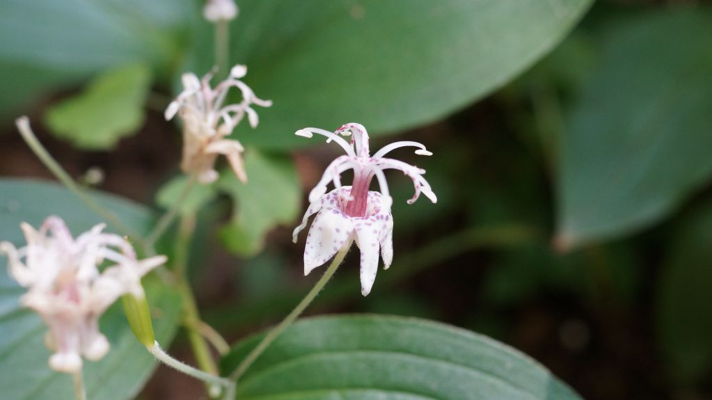 지리산연기암길 (11).JPG