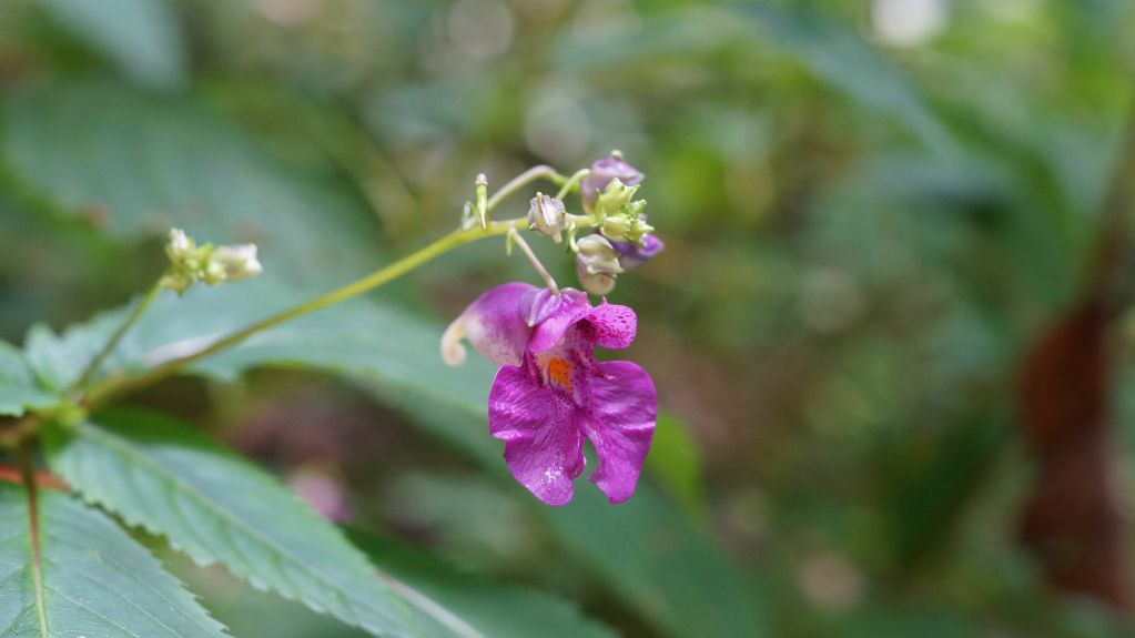 지리산연기암길 (10).JPG