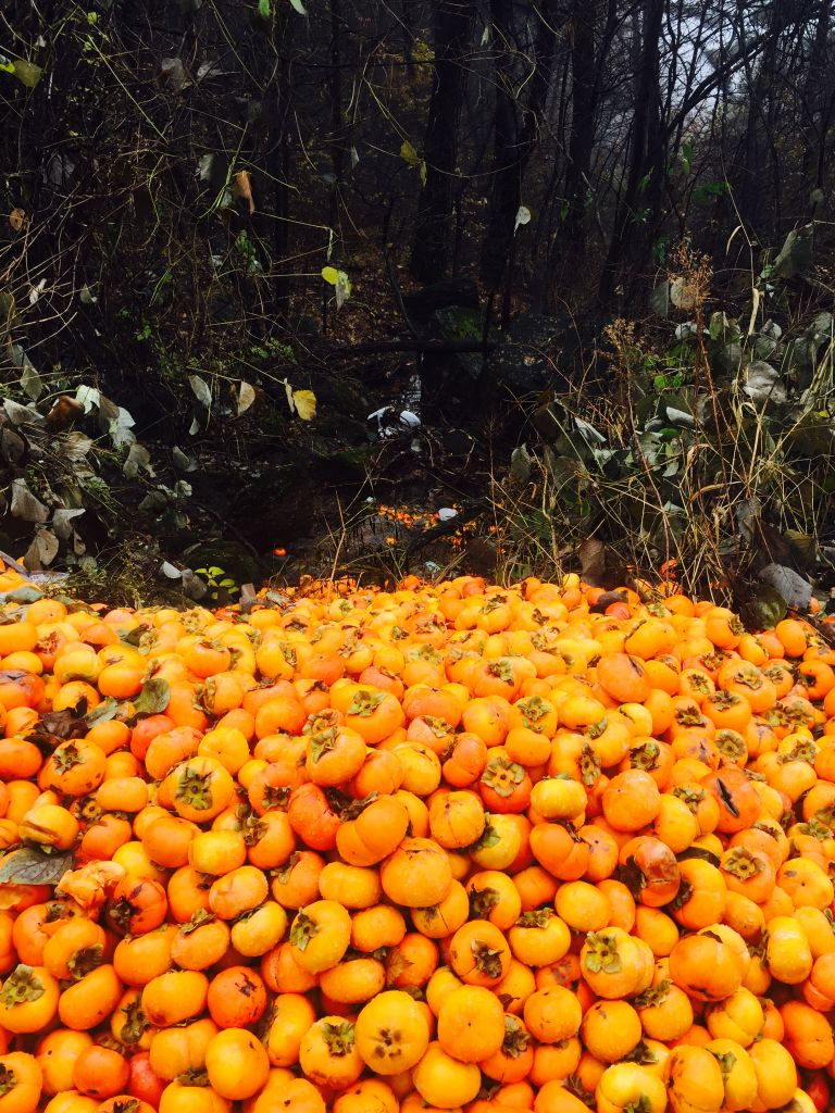 IMG_2161 (편집됨).JPG