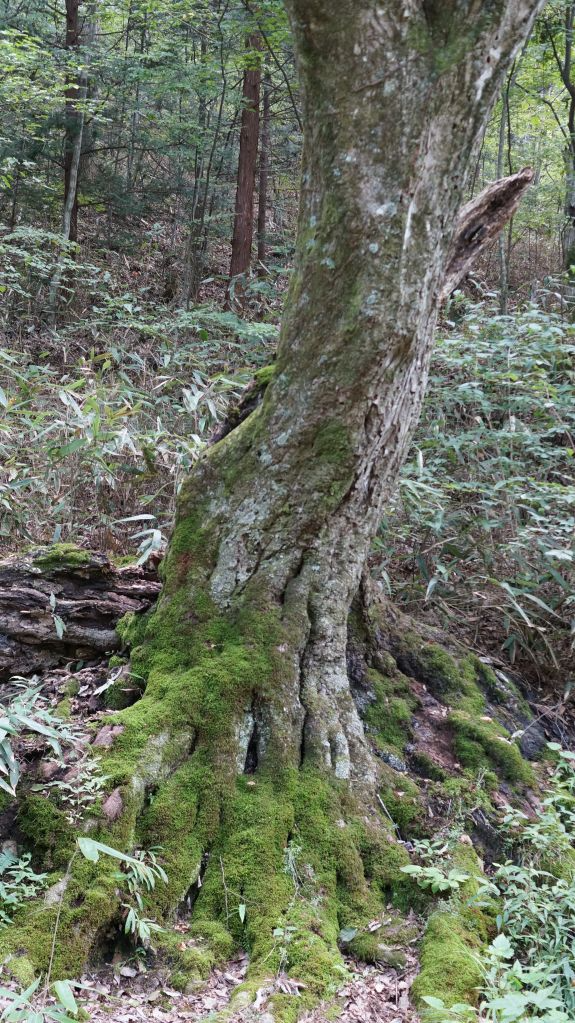 지리산연기암길 (12).JPG