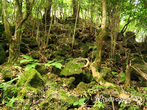 골프장 건설로 위기에 처한 곶자왈
