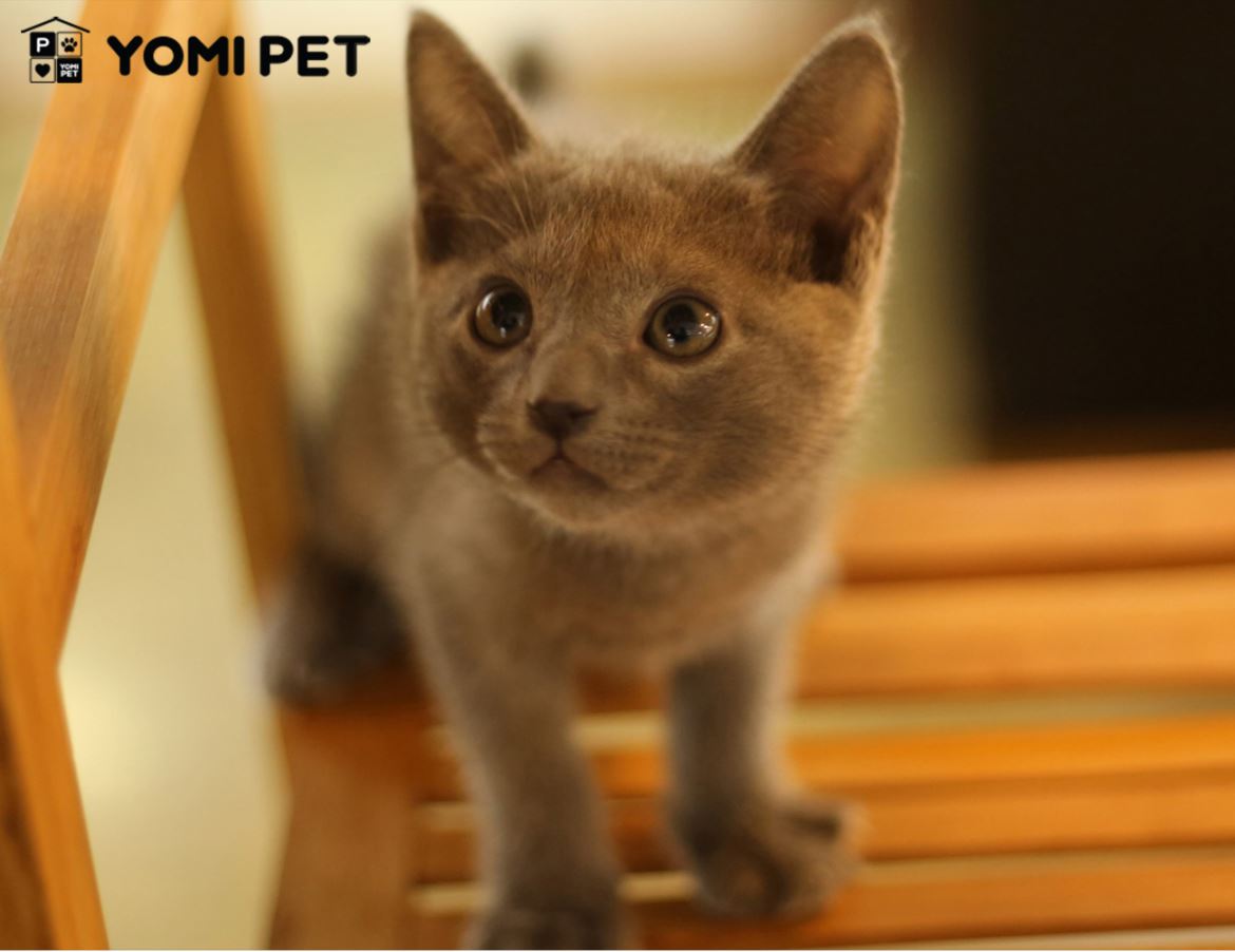 러시안 블루의 기본 정보와 건강/간식 : 더주오