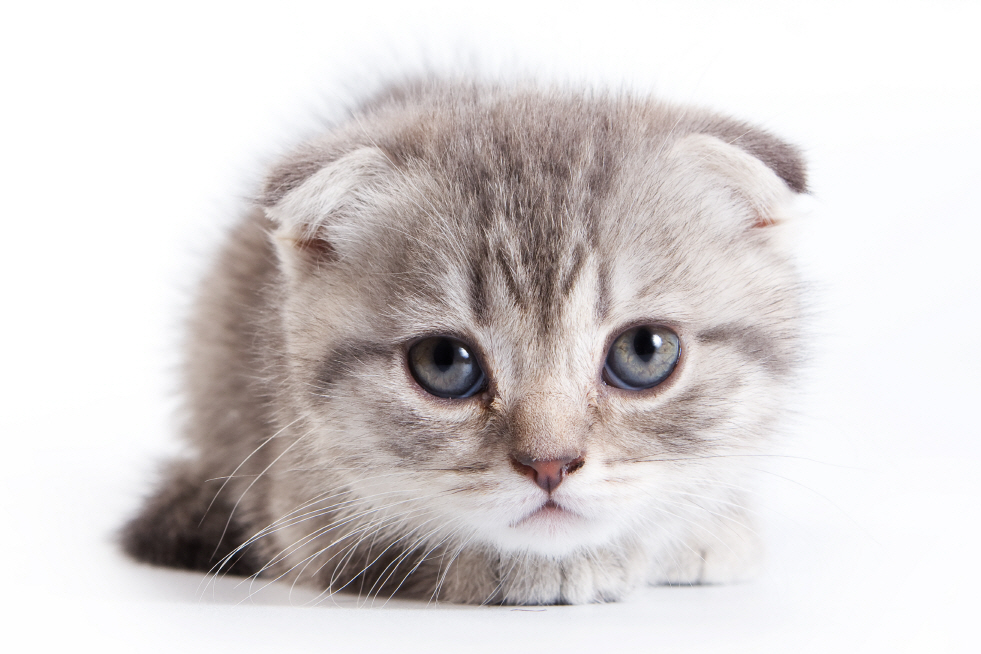 인터넷_절대경로_고양이