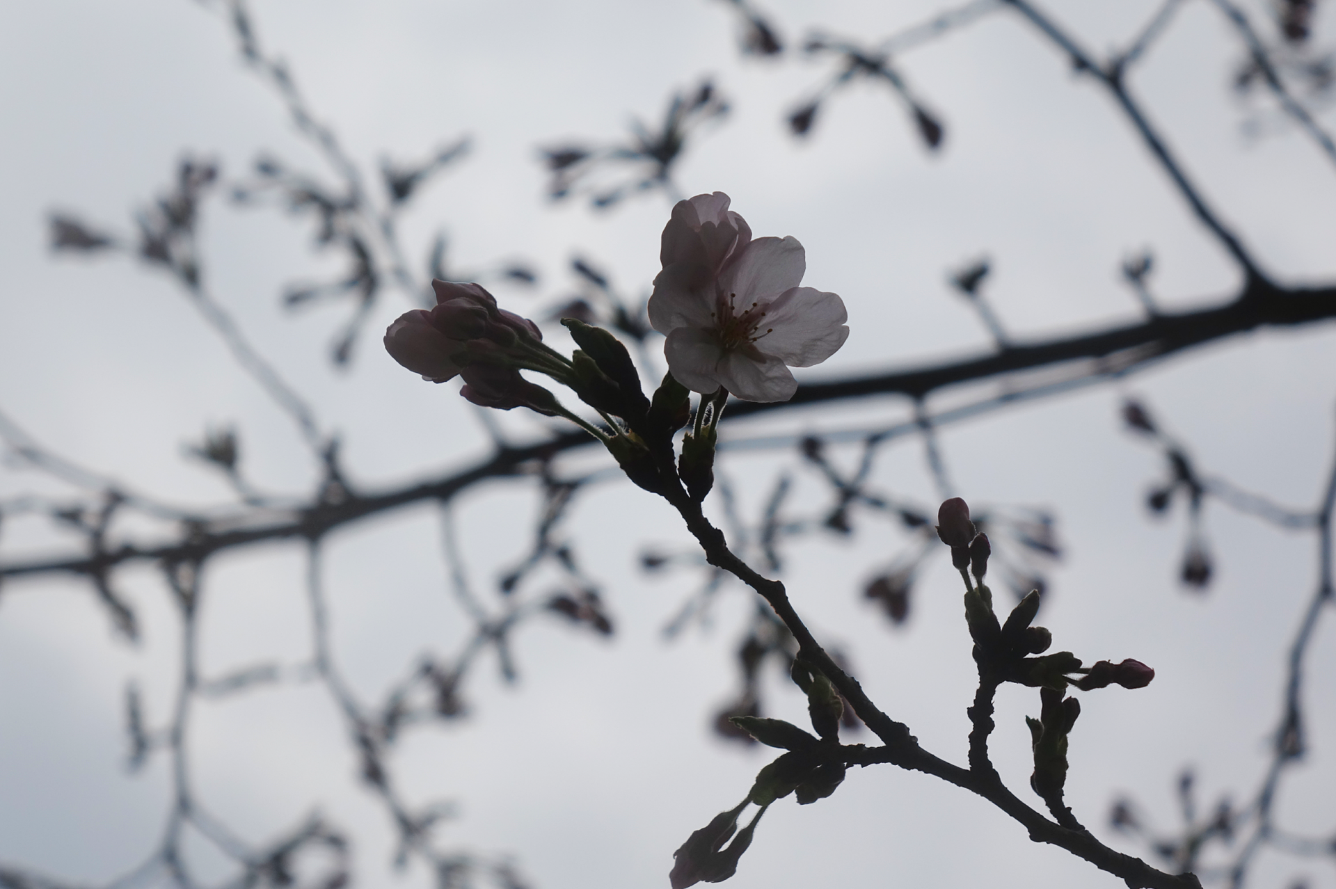 039a42d38b625.png