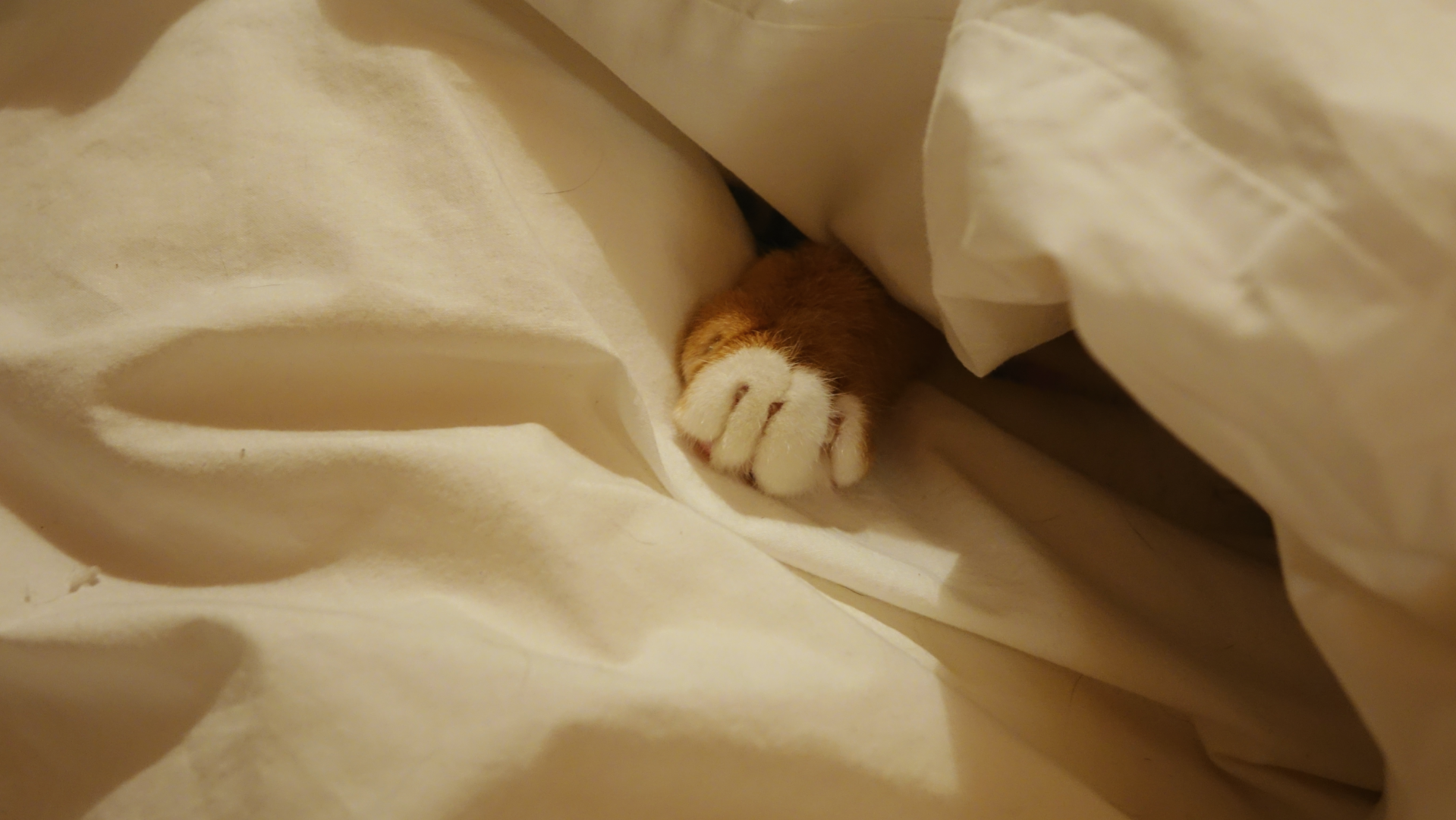 4995a2626d362.png