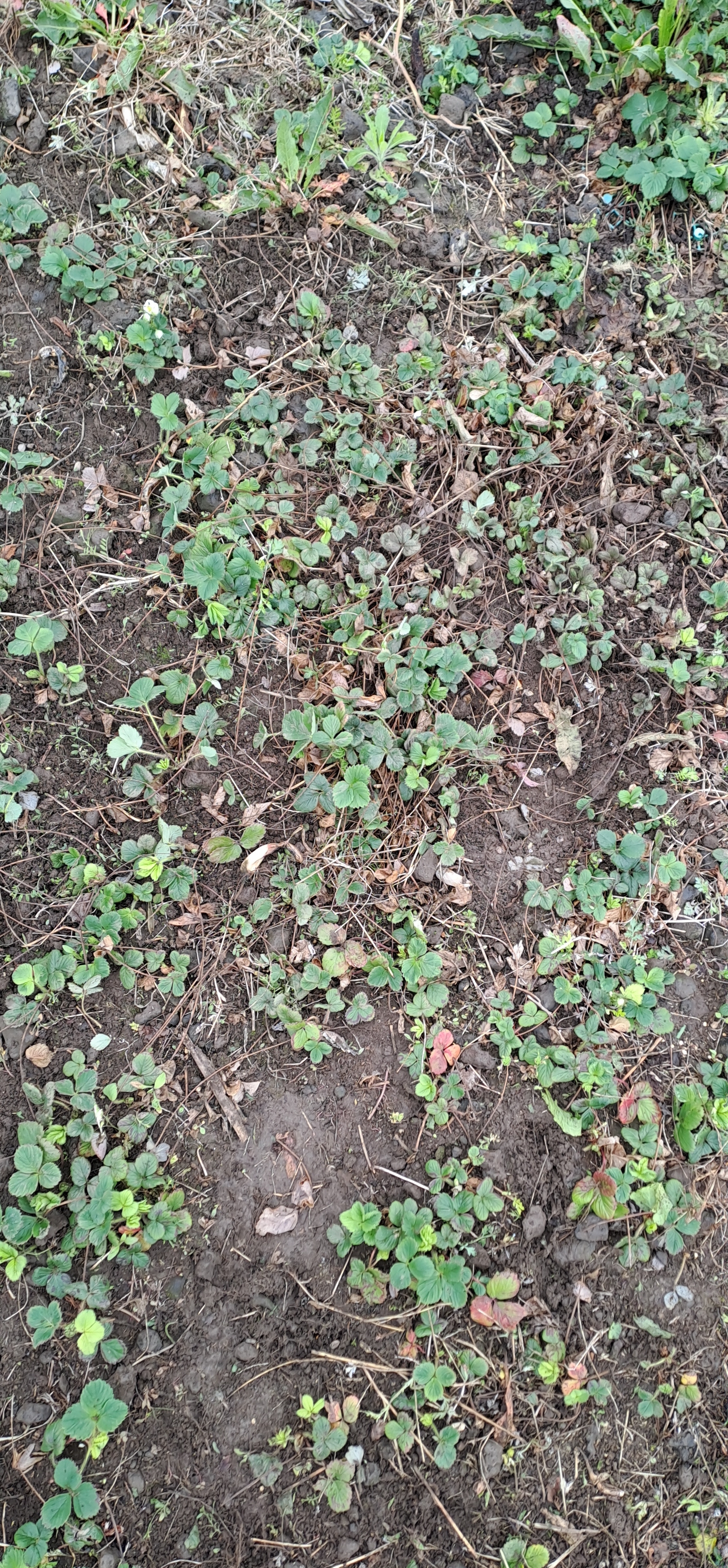 6569a38882351.jpg