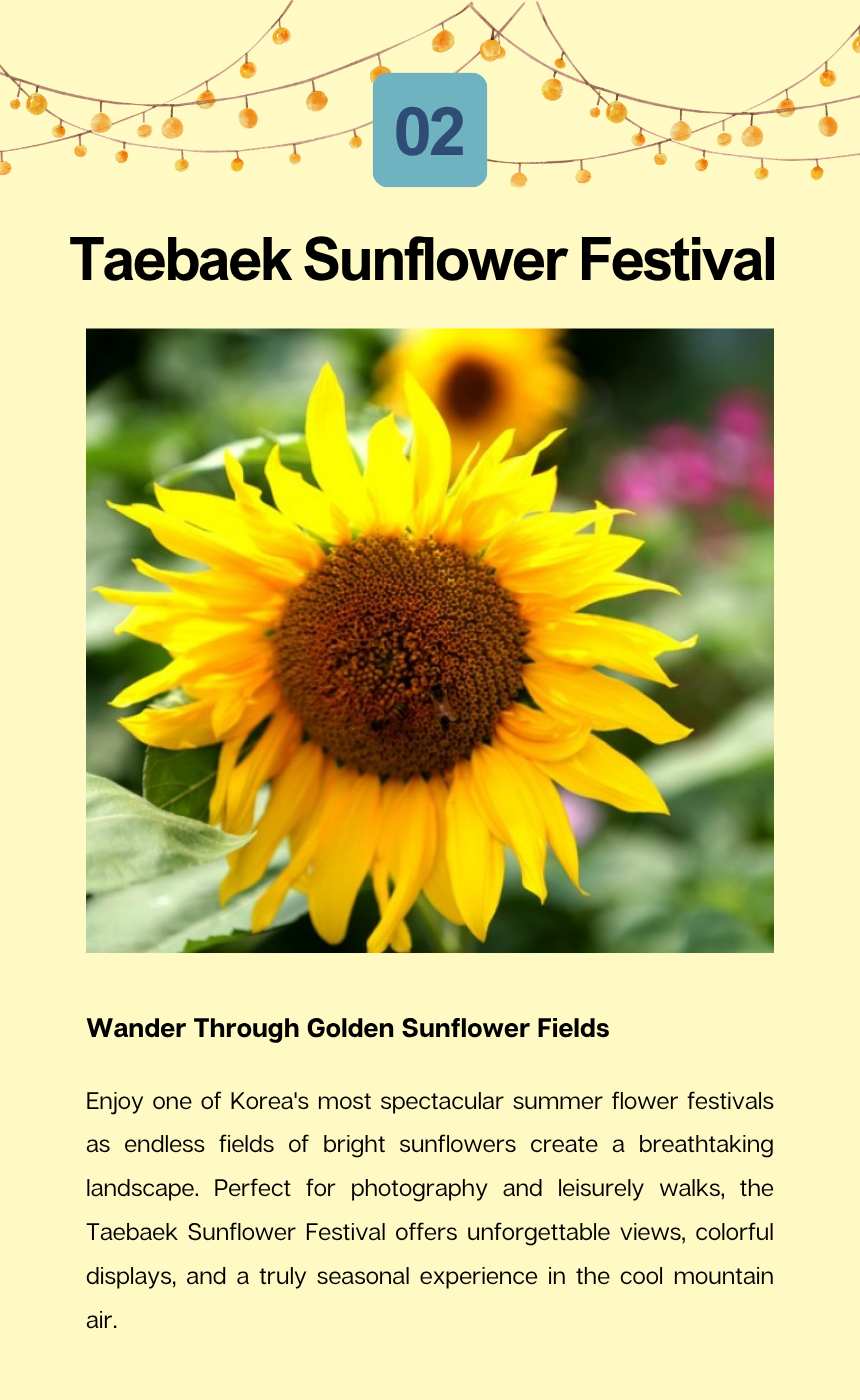 8/1 Taebaek Source of the Hangang & Nakdonggang Rivers Festival & Sunflower Festival Tour