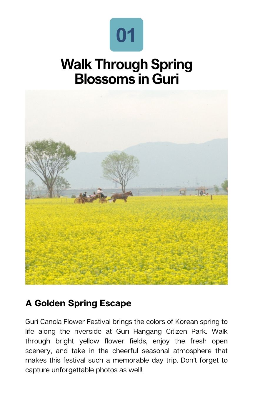 Guri Canola Flower Festival & Traditional Market Tour