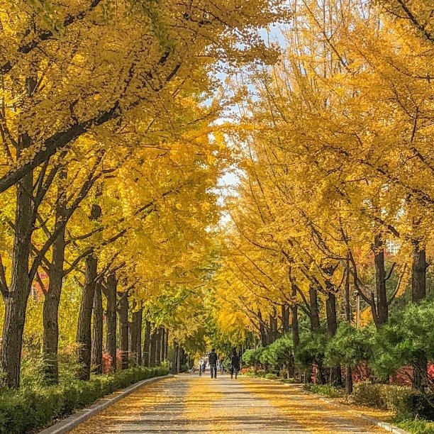 An amazing day trip to Nami Island