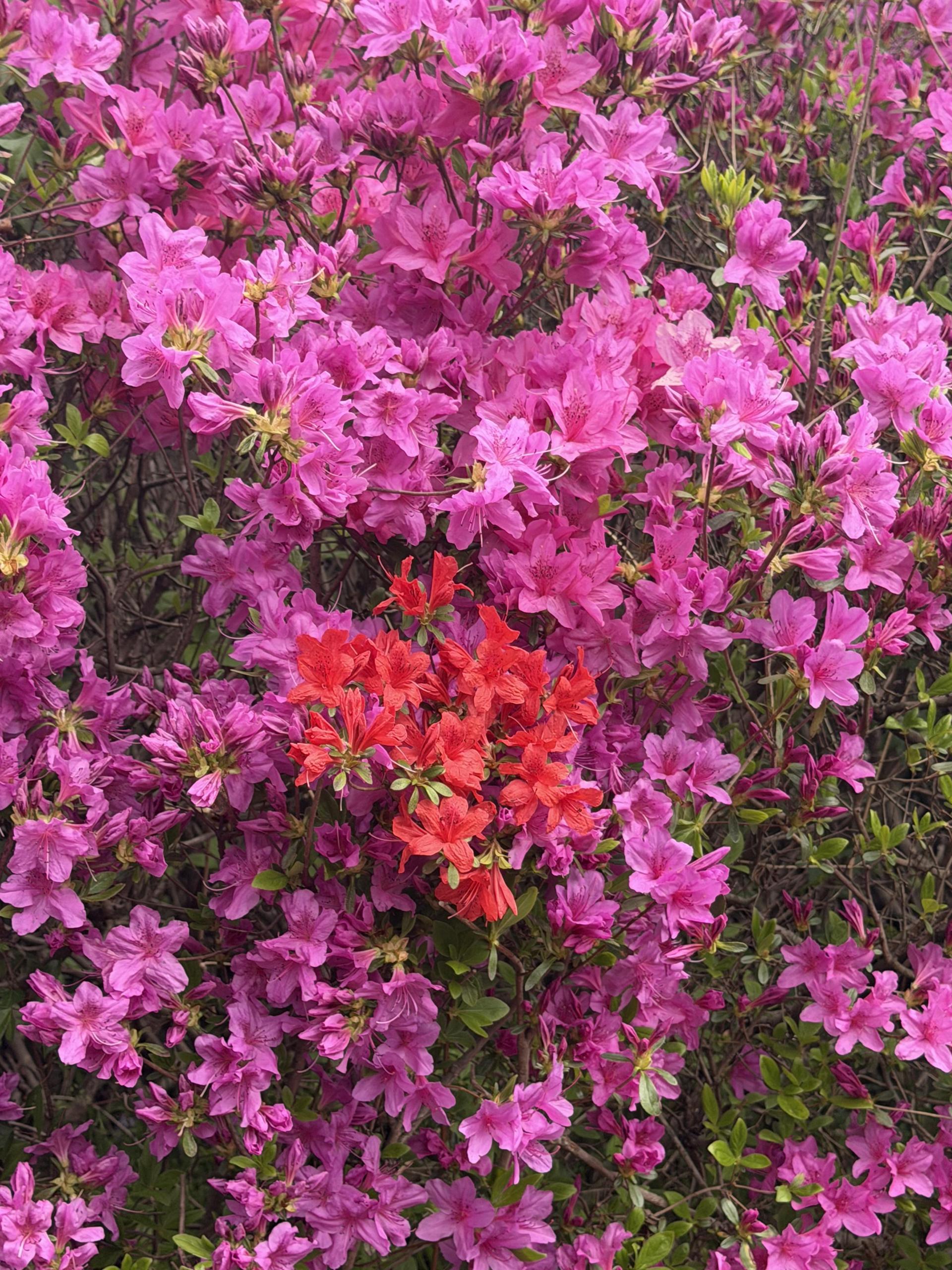 e5d80d5c05104.jpg