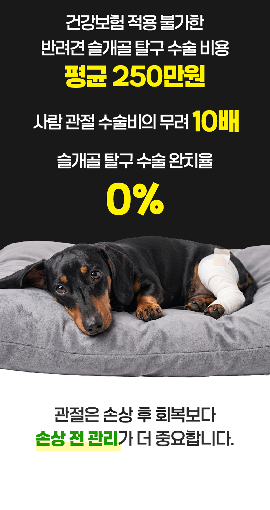 벨라맥스 SBS TV 동물농장 수의사 강아지 관절 영양제 콘드로이친