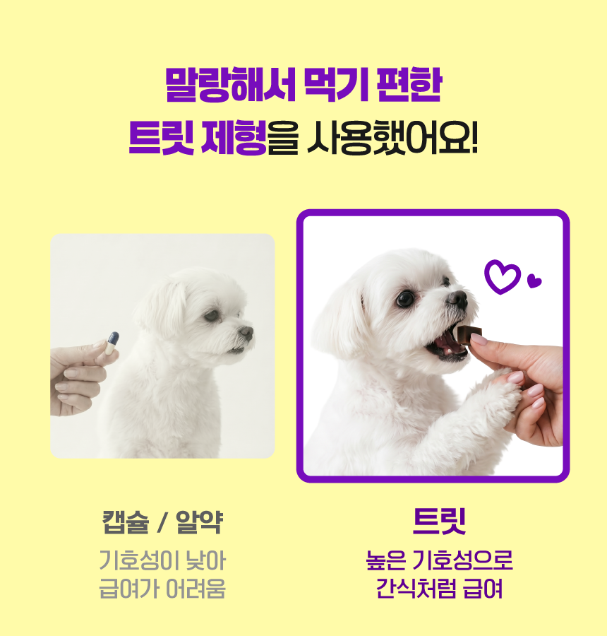 벨라맥스 SBS TV 동물농장 수의사 강아지 눈 영양제 루테인