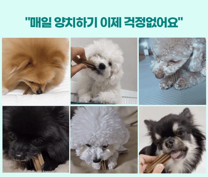 벨라맥스 SBS TV 동물농장 수의사 강아지 덴탈껌