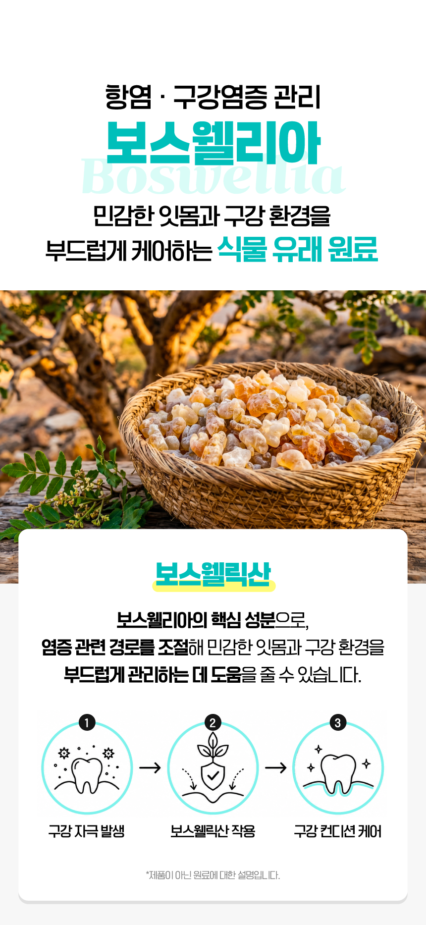 벨라맥스 SBS TV 동물농장 수의사 강아지 덴탈껌 코어 구강 유산균
