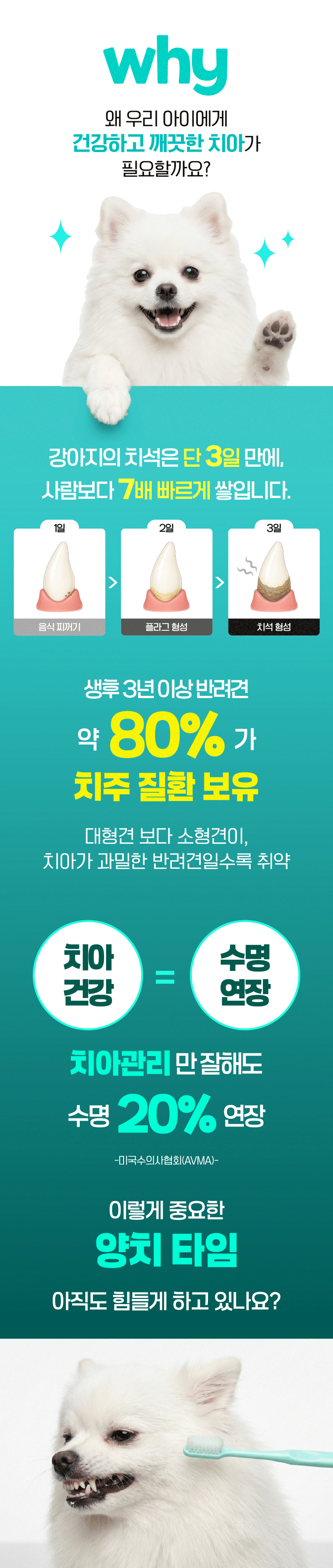 벨라맥스 SBS TV 동물농장 수의사 강아지 덴탈껌 코어 구강 유산균
