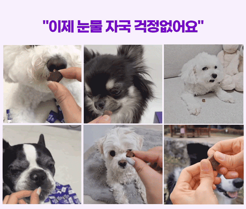 벨라맥스 SBS TV 동물농장 수의사 강아지 눈 영양제 루테인